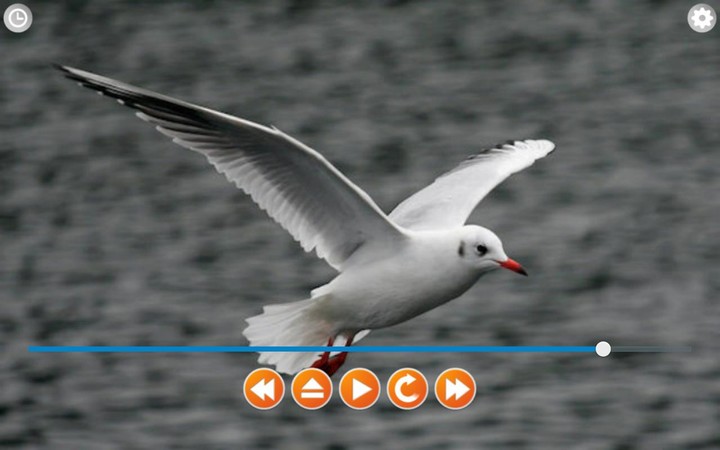 Birds Calls Sounds screenshot image 6_Popularmodapk.com