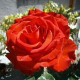 Pierandrei Patrizia2.55.1037_Popularmodapk.com