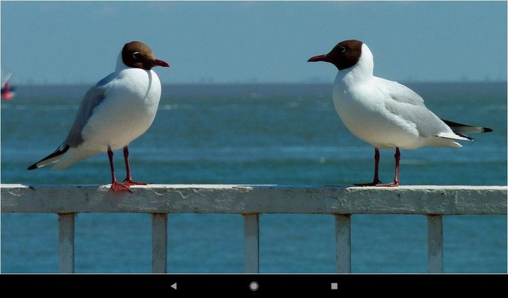 Gull Backgrounds screenshot image 7_Popularmodapk.com