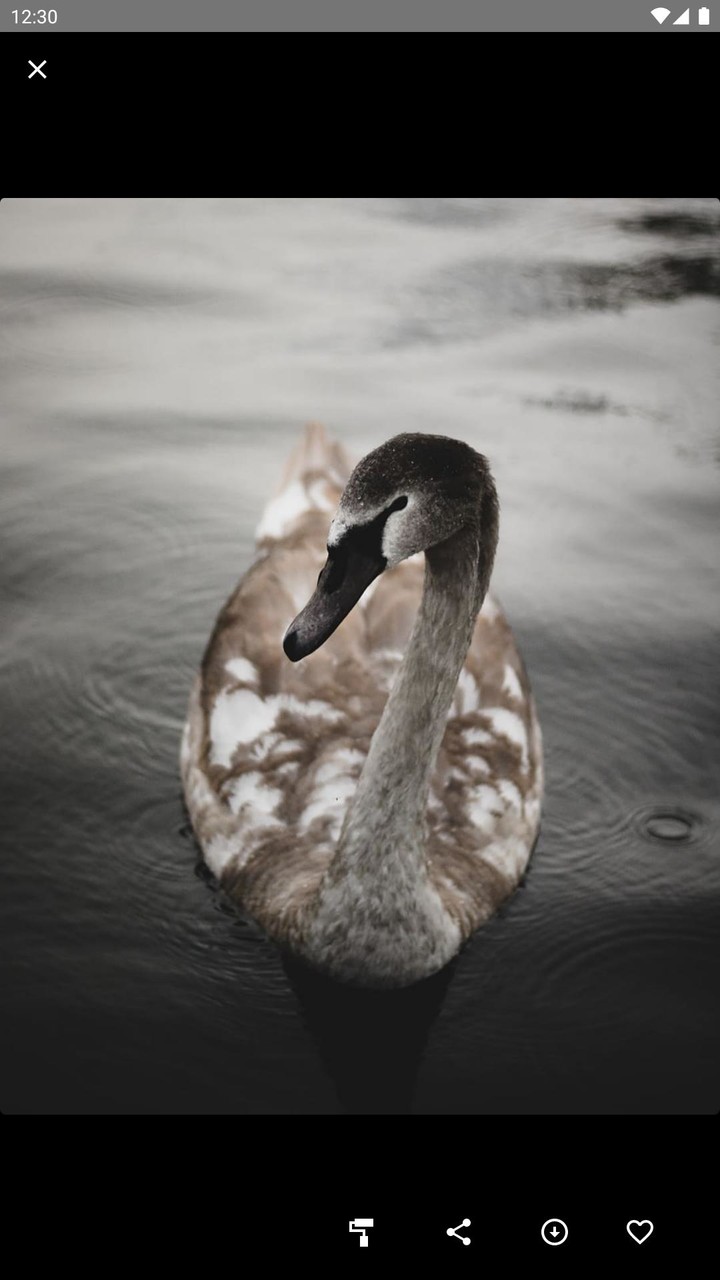 Swan Wallpaper screenshot image 6_Popularmodapk.com