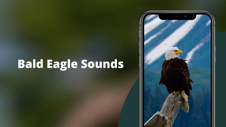Bald Eagle Sounds screenshot image 2_Popularmodapk.com