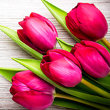 Flowers Stickers for WhatsApp1.1_Popularmodapk.com