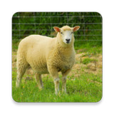 Domestic Sheep Sound Collectio1.0.2_Popularmodapk.com