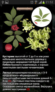 WASticker Birthday Stickers screenshot image 7_Popularmodapk.com