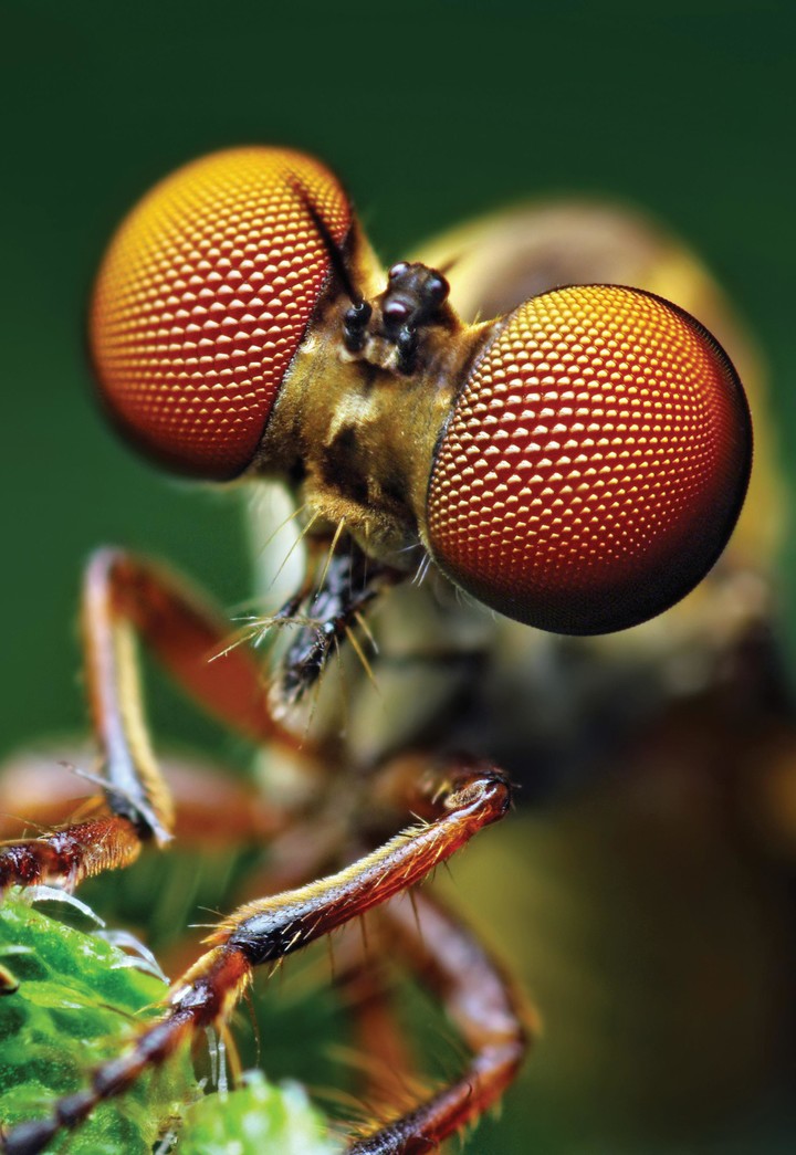 HD Macro Wallpaper screenshot image 3_Popularmodapk.com