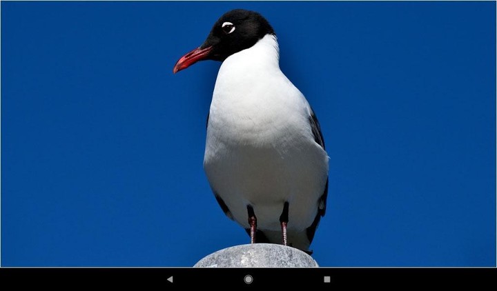 Gull Backgrounds screenshot image 10_Popularmodapk.com