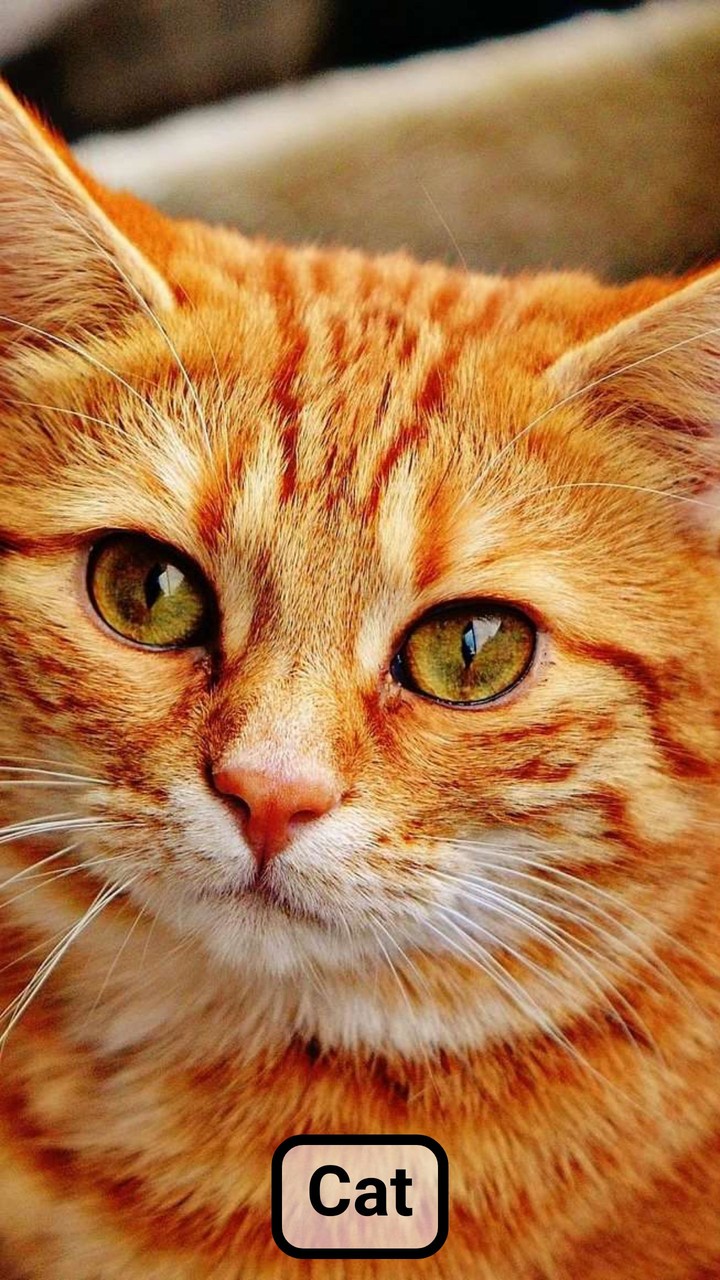 Farm animal sounds for baby screenshot image 2_Popularmodapk.com