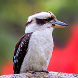 Laughing Kookaburra Sounds3.5_Popularmodapk.com