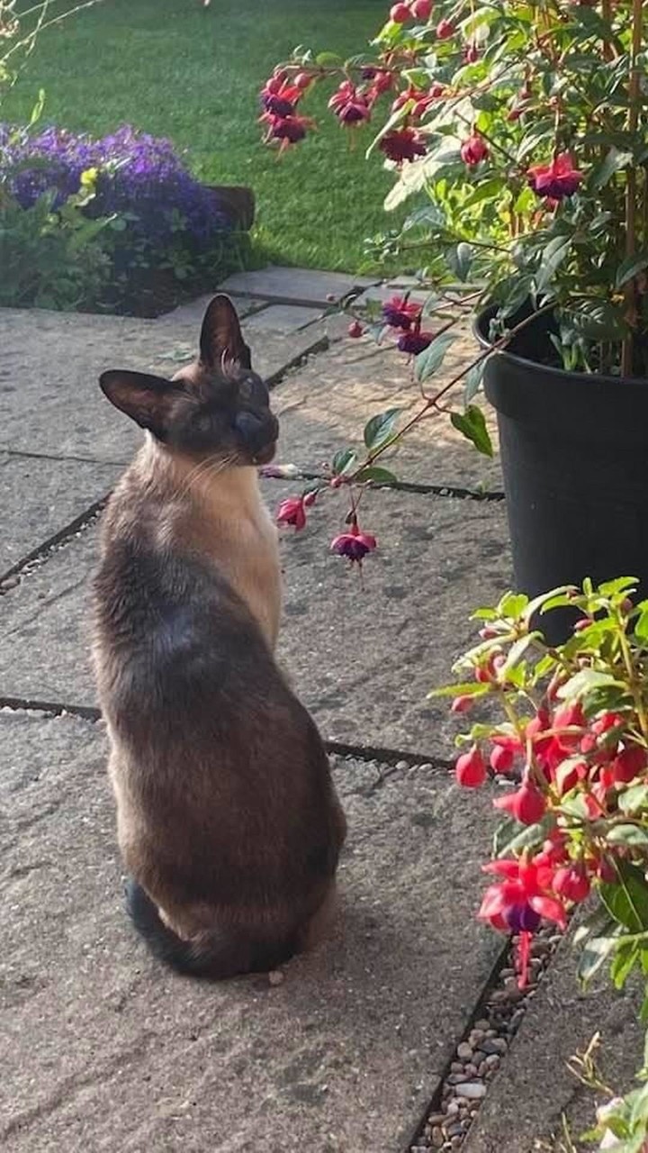 Siamese Wallpapers screenshot image 9_Popularmodapk.com