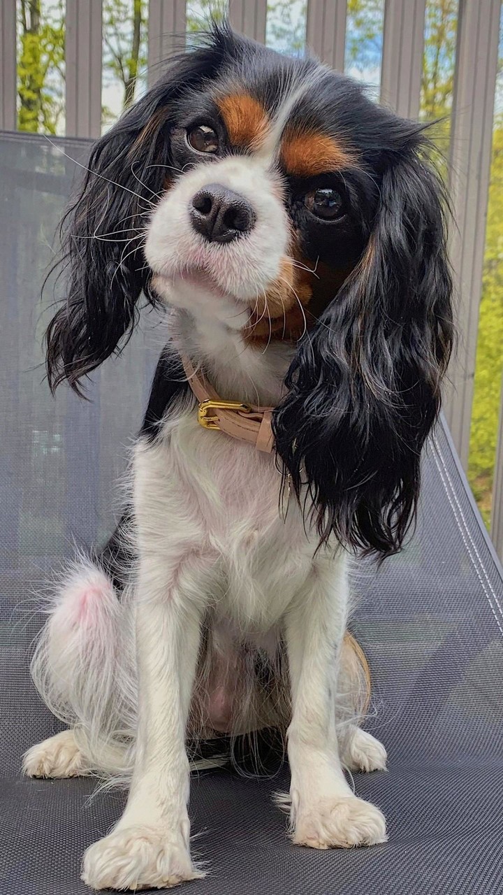 Cavalier King Charles Spaniel screenshot image 8_Popularmodapk.com