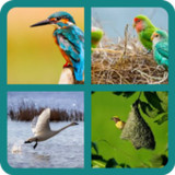 Birds Quiz10.12.6_Popularmodapk.com