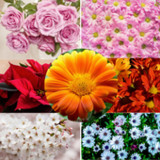Guess The Flower Name9.7.3z_Popularmodapk.com