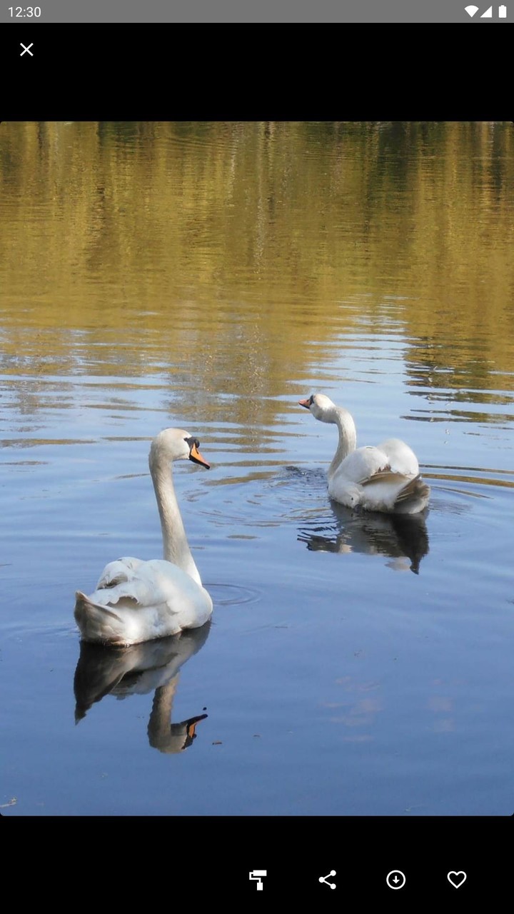 Swan Wallpaper screenshot image 3_Popularmodapk.com