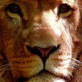 Real 3d Animals Live Wallpaper1.4_Popularmodapk.com