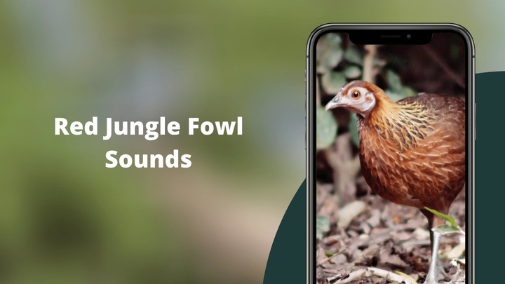 Red Junglefowl Sounds screenshot image 1_Popularmodapk.com