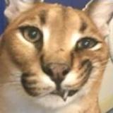 Survival with Floppa2.4.5.9_Popularmodapk.com