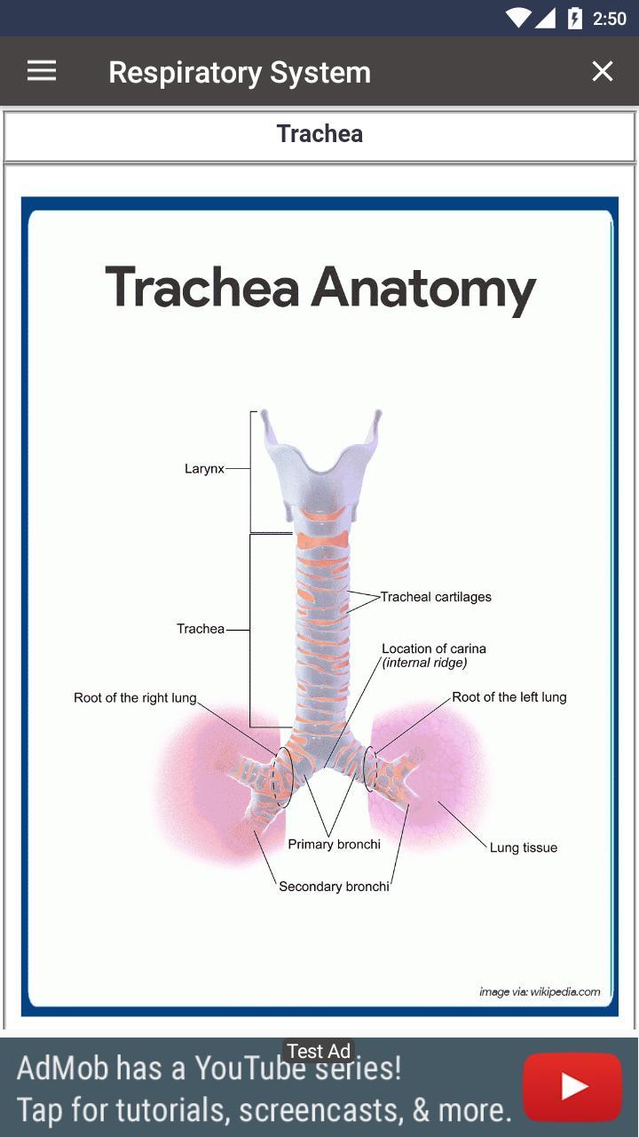 Respiratory System screenshot image 4_Popularmodapk.com
