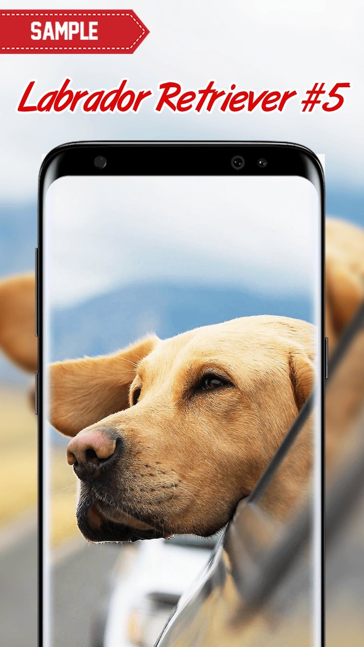 Labrador Retriever Wallpaper screenshot image 5_Popularmodapk.com