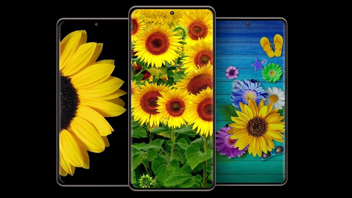 Sunflower Wallpaper screenshot image 1_Popularmodapk.com