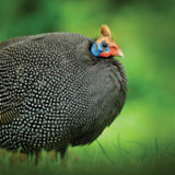 Guineafowl Sounds & Calls1.9_Popularmodapk.com