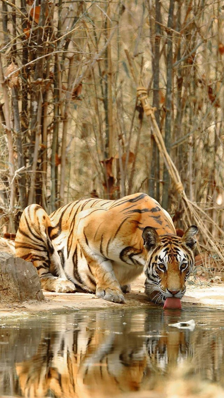 Underwater Tiger screenshot image 2_Popularmodapk.com