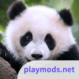 The Panda<span>(Unlimited Resources)</span>1.1.1_Popularmodapk.com