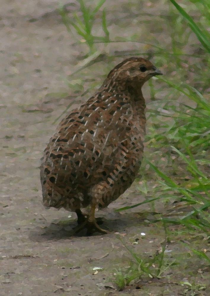 Quail Calling Sounds screenshot image 9_Popularmodapk.com