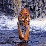 Tiger Wallpapers2.0.0_Popularmodapk.com