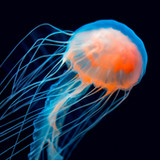 Jellyfish Wallpapers2.1.0_Popularmodapk.com