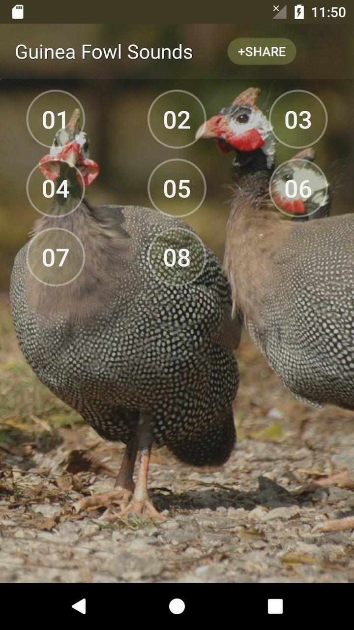 Guineafowl Sounds & Calls screenshot image 9_Popularmodapk.com