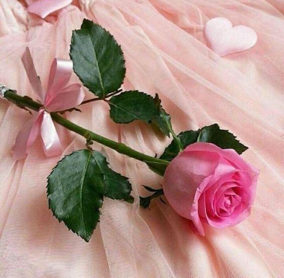 flowers beautiful pictures screenshot image 5_Popularmodapk.com