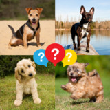 Dog Breed Quiz9.1.6z_Popularmodapk.com