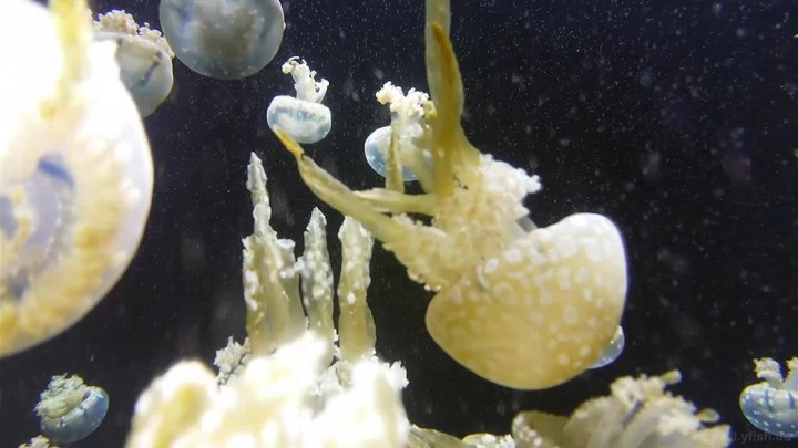 Tabox Player screenshot image 3_Popularmodapk.com