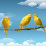 Canários Bar1.0_Popularmodapk.com