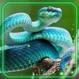 Snakes Jungles HD1.2_Popularmodapk.com