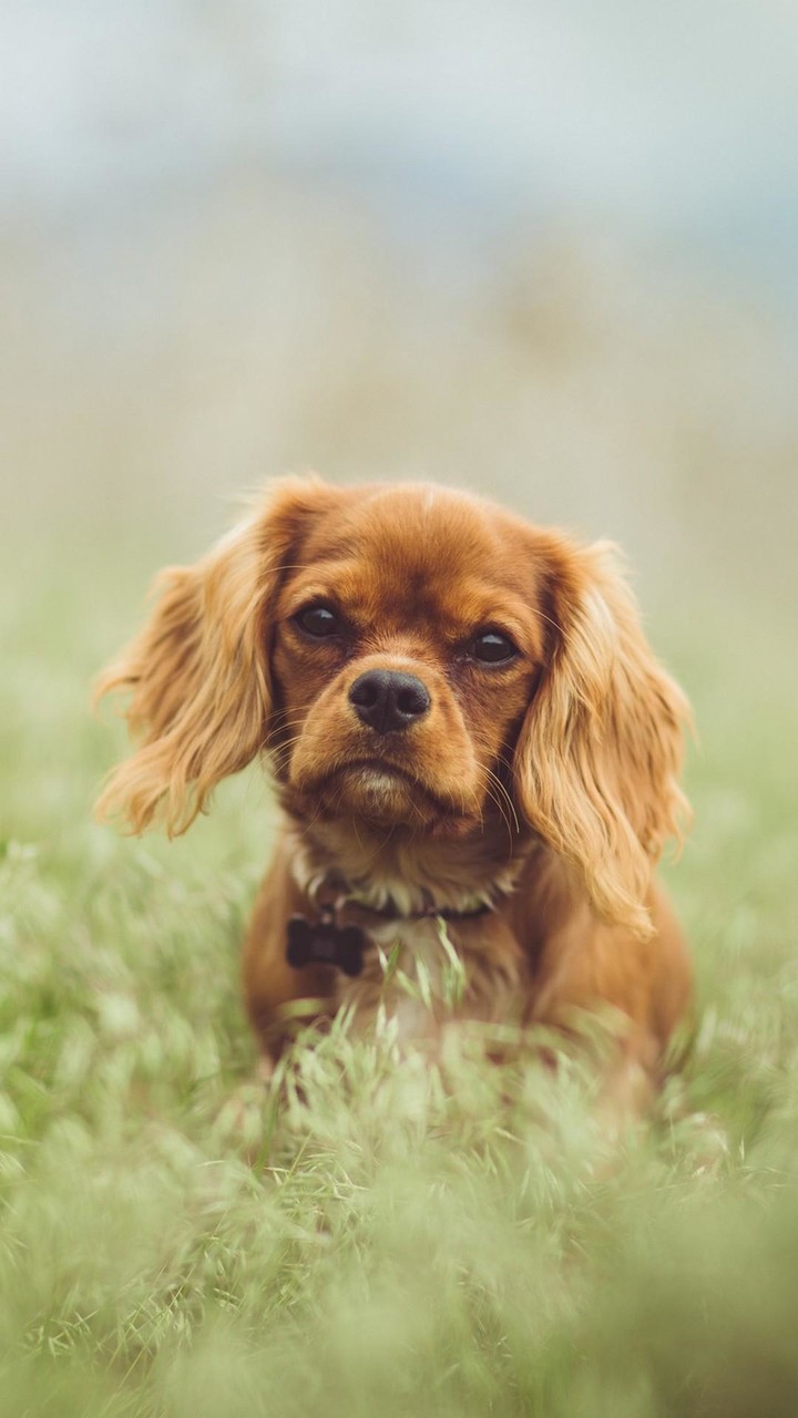 Cavalier King Charles Spaniel screenshot image 5_Popularmodapk.com