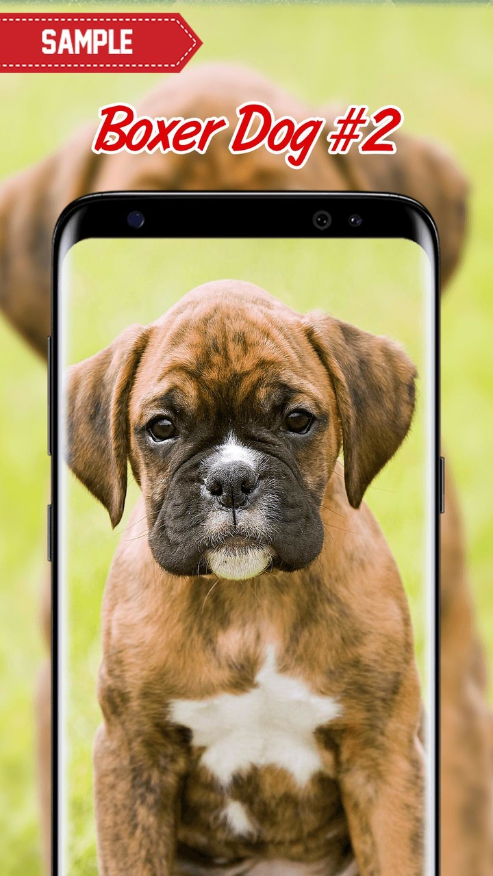 Boxer Dog Wallpaper screenshot image 7_Popularmodapk.com