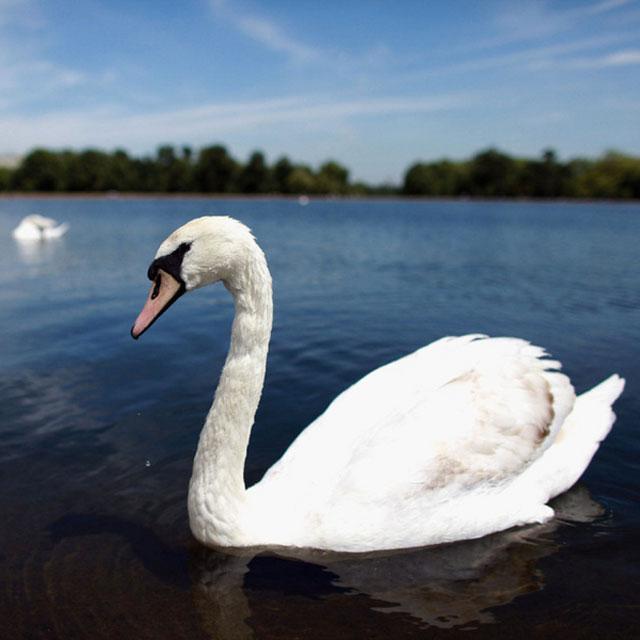 Swans Jigsaw Puzzles screenshot image 4_Popularmodapk.com