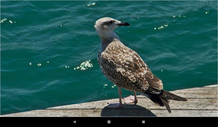 Gull Backgrounds screenshot image 6_Popularmodapk.com