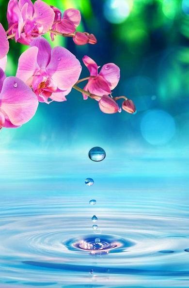 Spring Wallpapers screenshot image 1_Popularmodapk.com