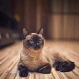 Siamese Wallpapers2.0.0_Popularmodapk.com