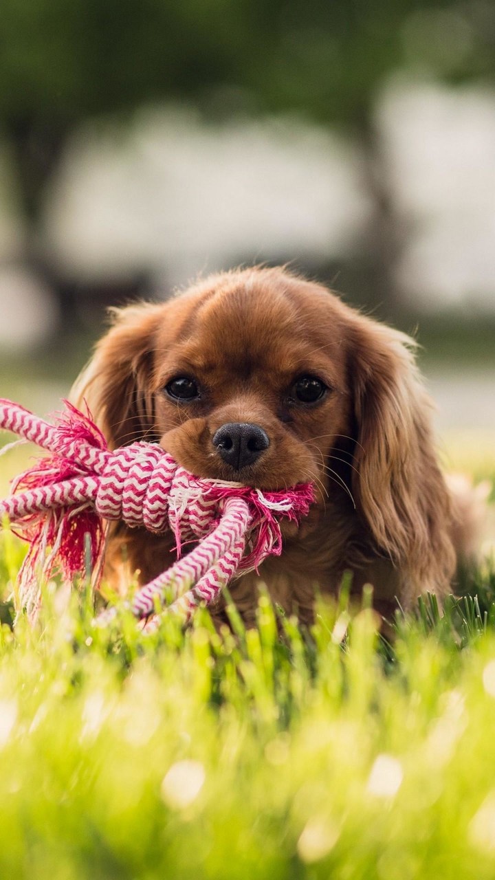 Cavalier King Charles Spaniel screenshot image 6_Popularmodapk.com