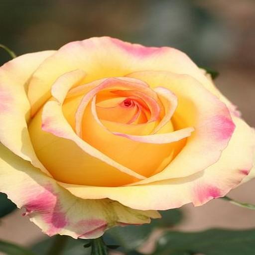 flowers beautiful pictures screenshot image 6_Popularmodapk.com