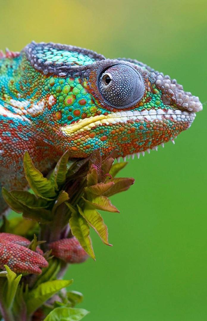 HD Macro Wallpaper screenshot image 2_Popularmodapk.com