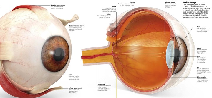 Human Body Encyclopedia screenshot image 4_Popularmodapk.com