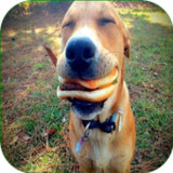 Funny Pics2.3.0_Popularmodapk.com