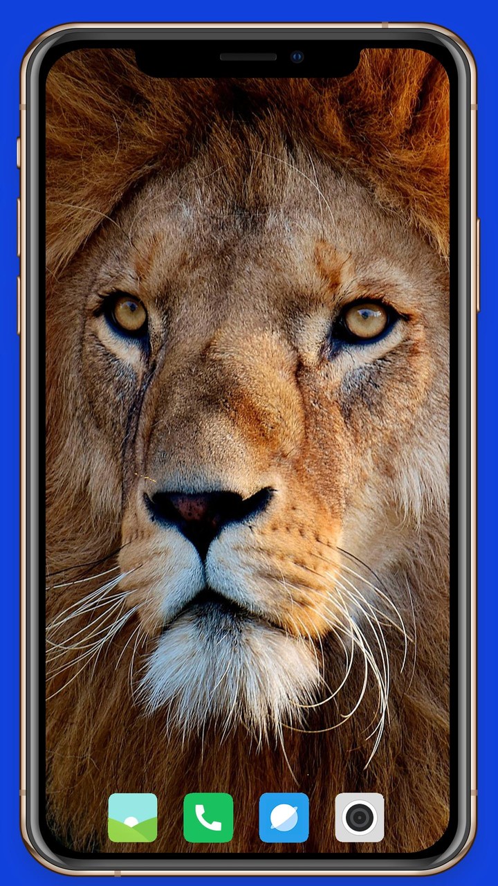 Lion Wallpaper screenshot image 19_Popularmodapk.com