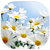 เกมส์ทายชื่อดอกไม้ไทย 25665.1.0_Popularmodapk.com