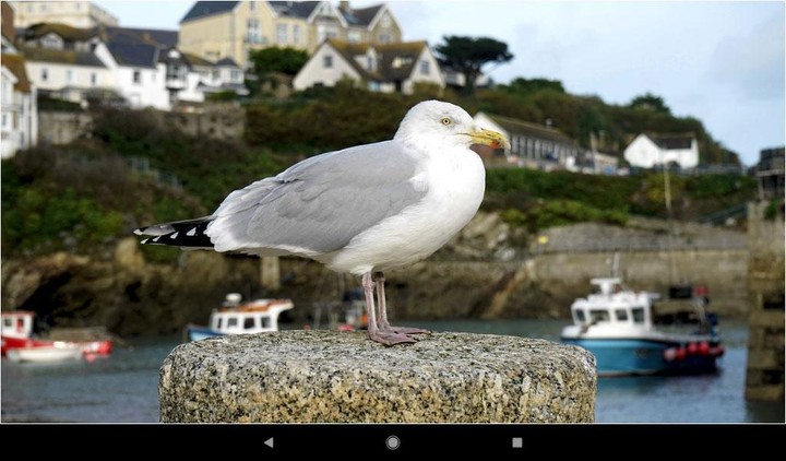 Gull Backgrounds screenshot image 9_Popularmodapk.com