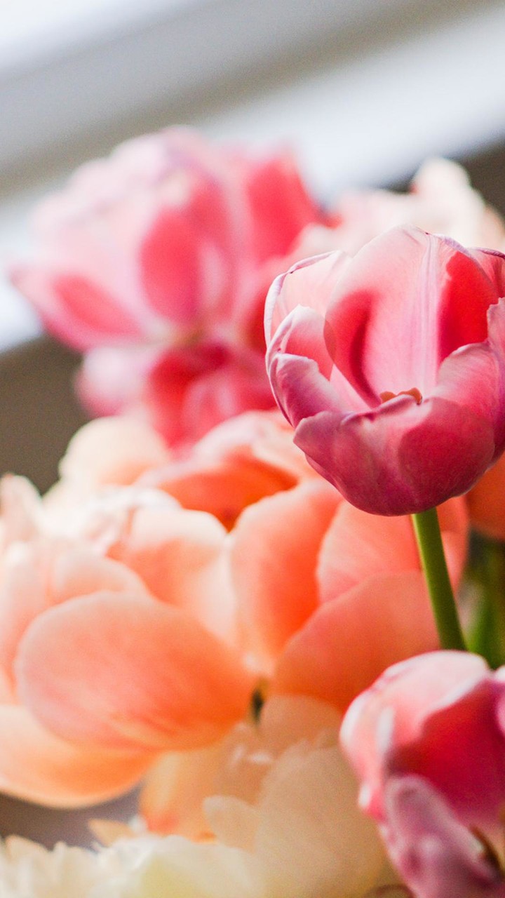 Tulip Wallpapers screenshot image 9_Popularmodapk.com